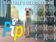 Lyrics: Ben Chavasse - Pip Dog