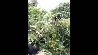 Explore the Meaning of Mountain Gorillas - No Hands Lyrics